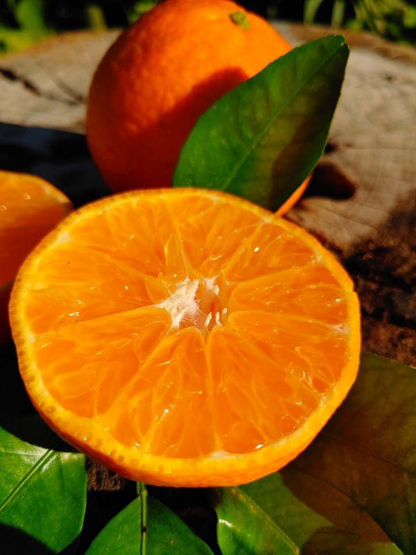 mandarinas
