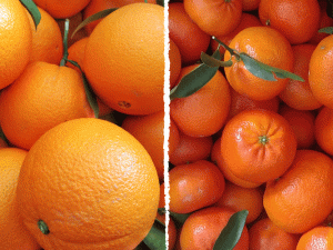 Boîte mixte 10 kg oranges pour jus + 5 kg mandarines